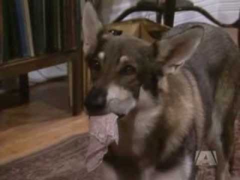 The Littlest Hobo