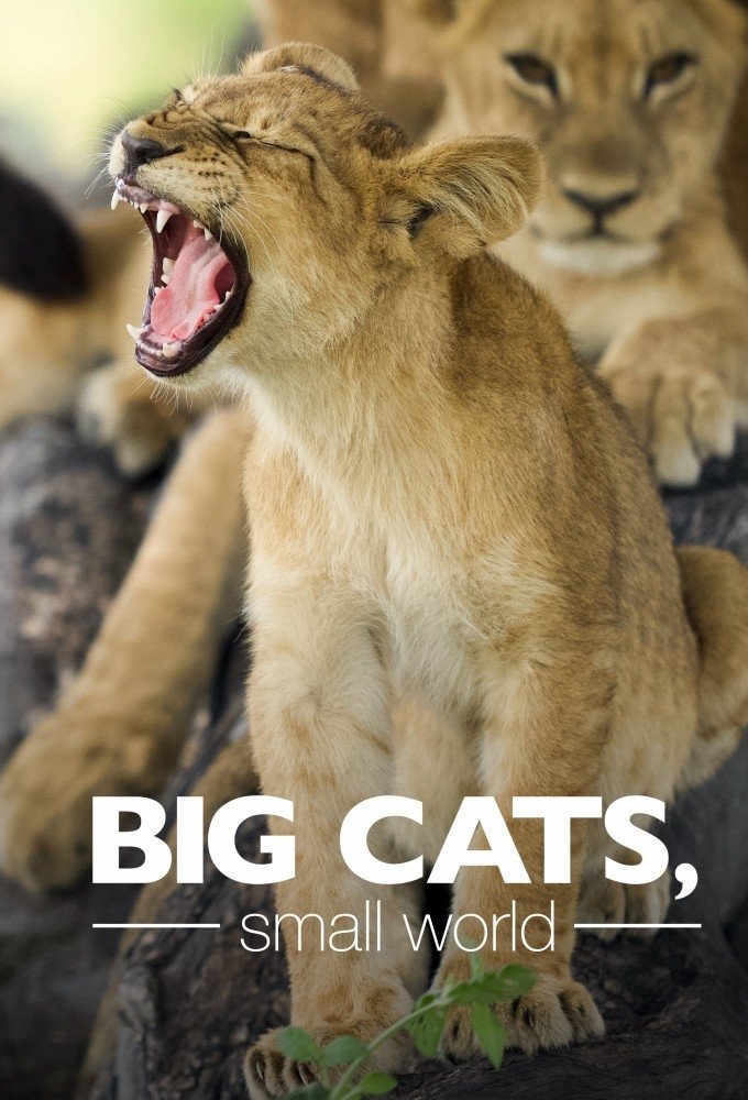 Big Cats, Small World - Season 1
