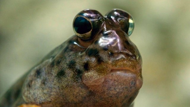 The Secret Life of the Zoo - Épisode 1