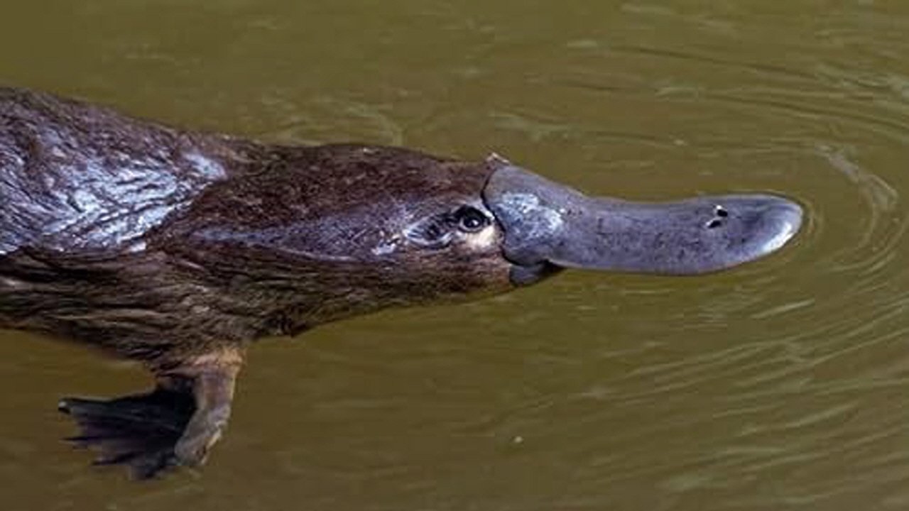 How Do Animals Do That?