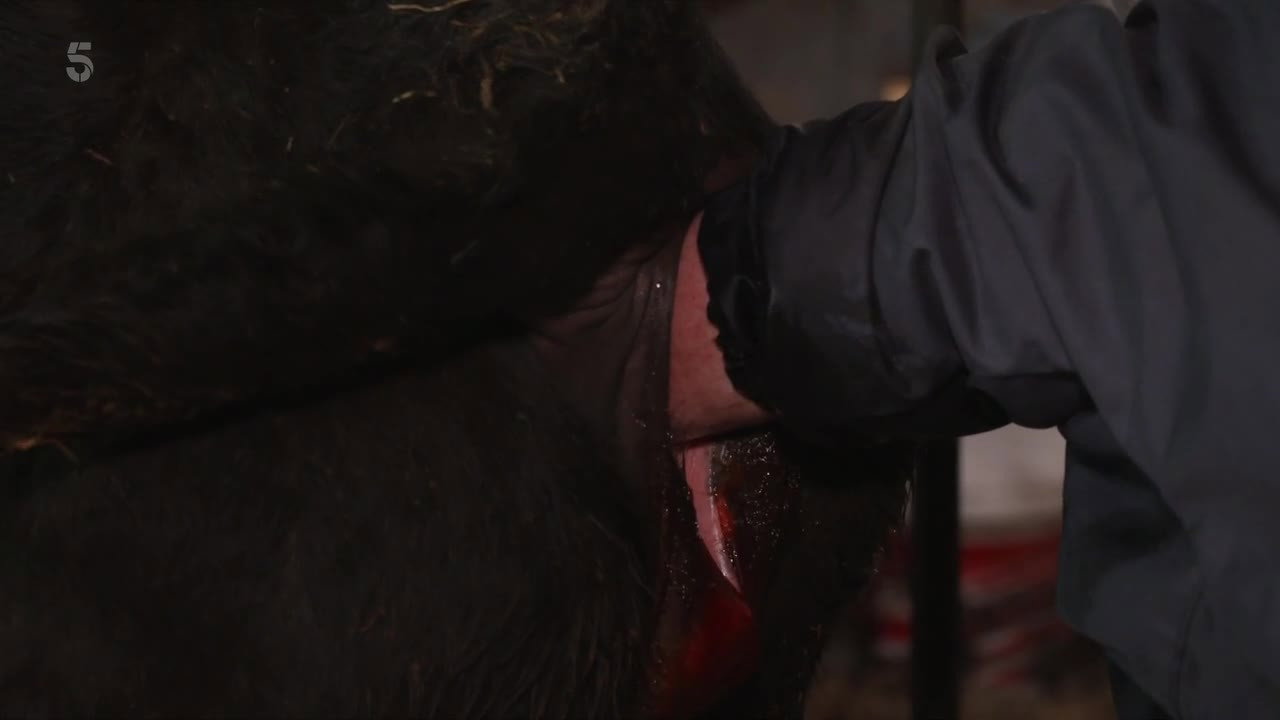 The Yorkshire Vet S12E01 backdrop