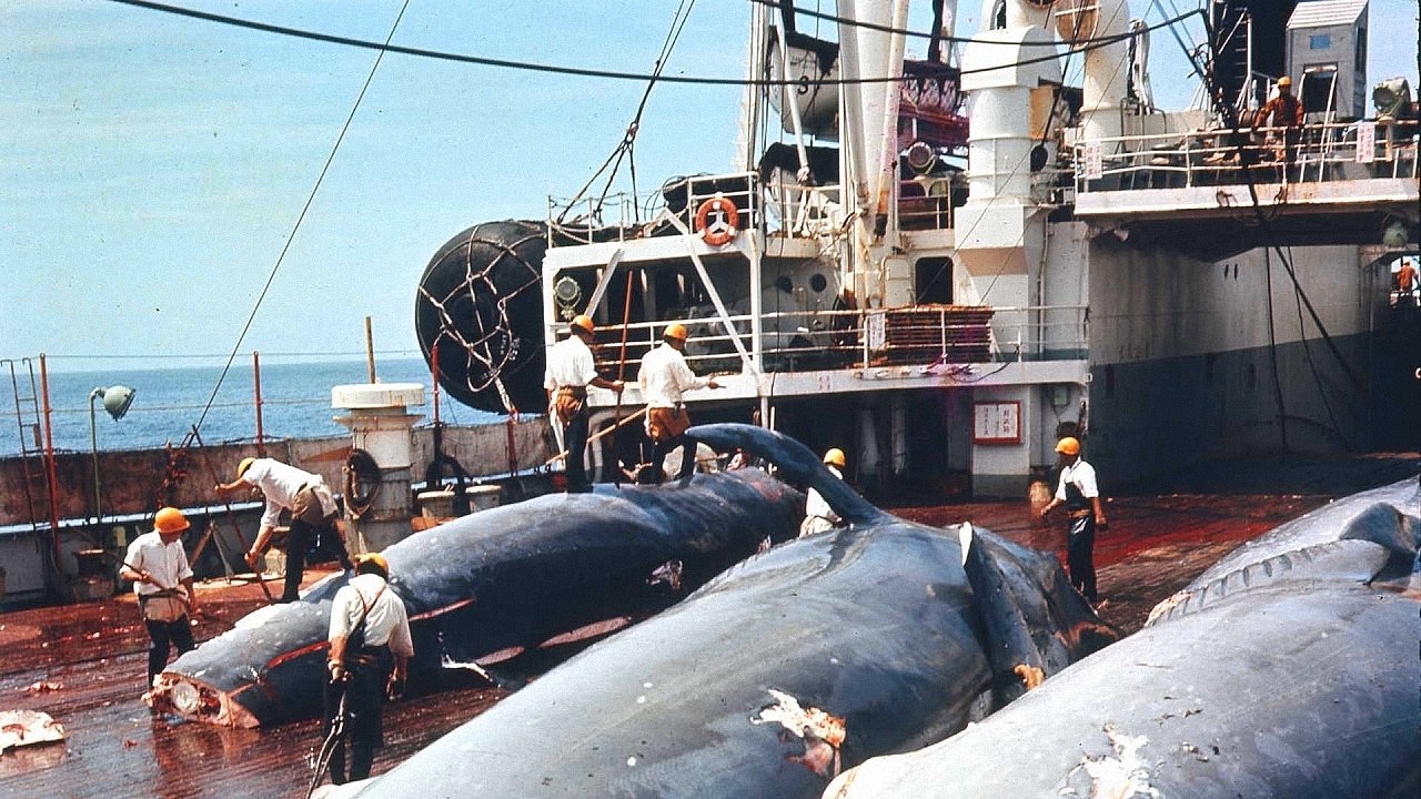 The Wild Sea (1969)