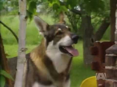 The Littlest Hobo