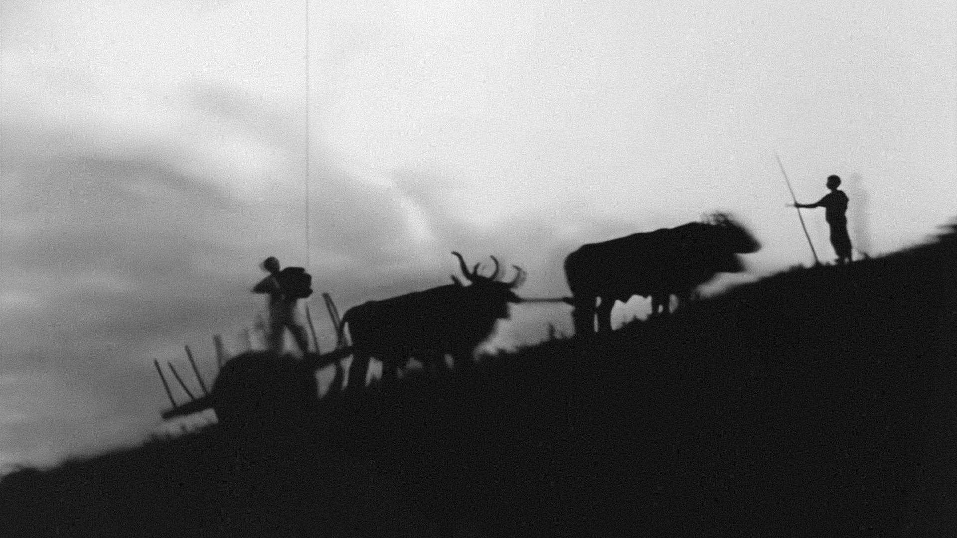 O Canto da Saudade (1952)
