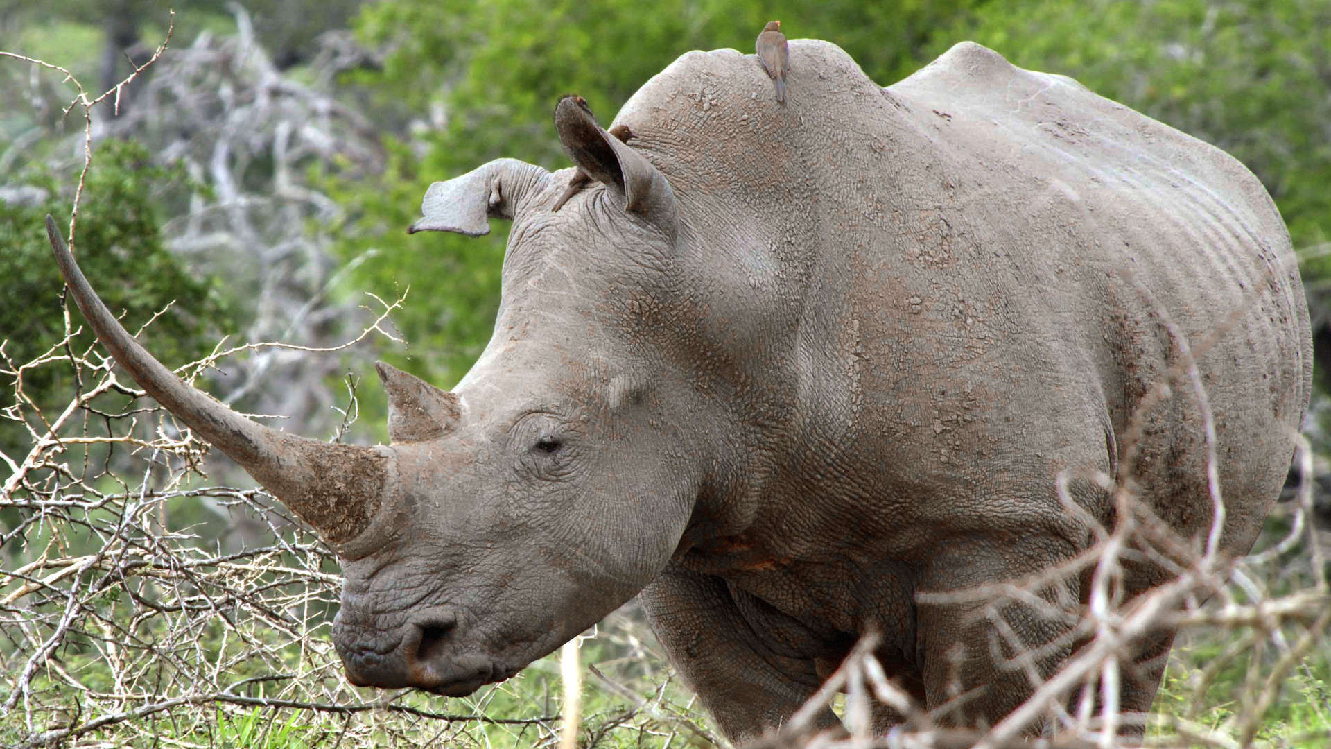Great Parks of Africa S02E05 backdrop