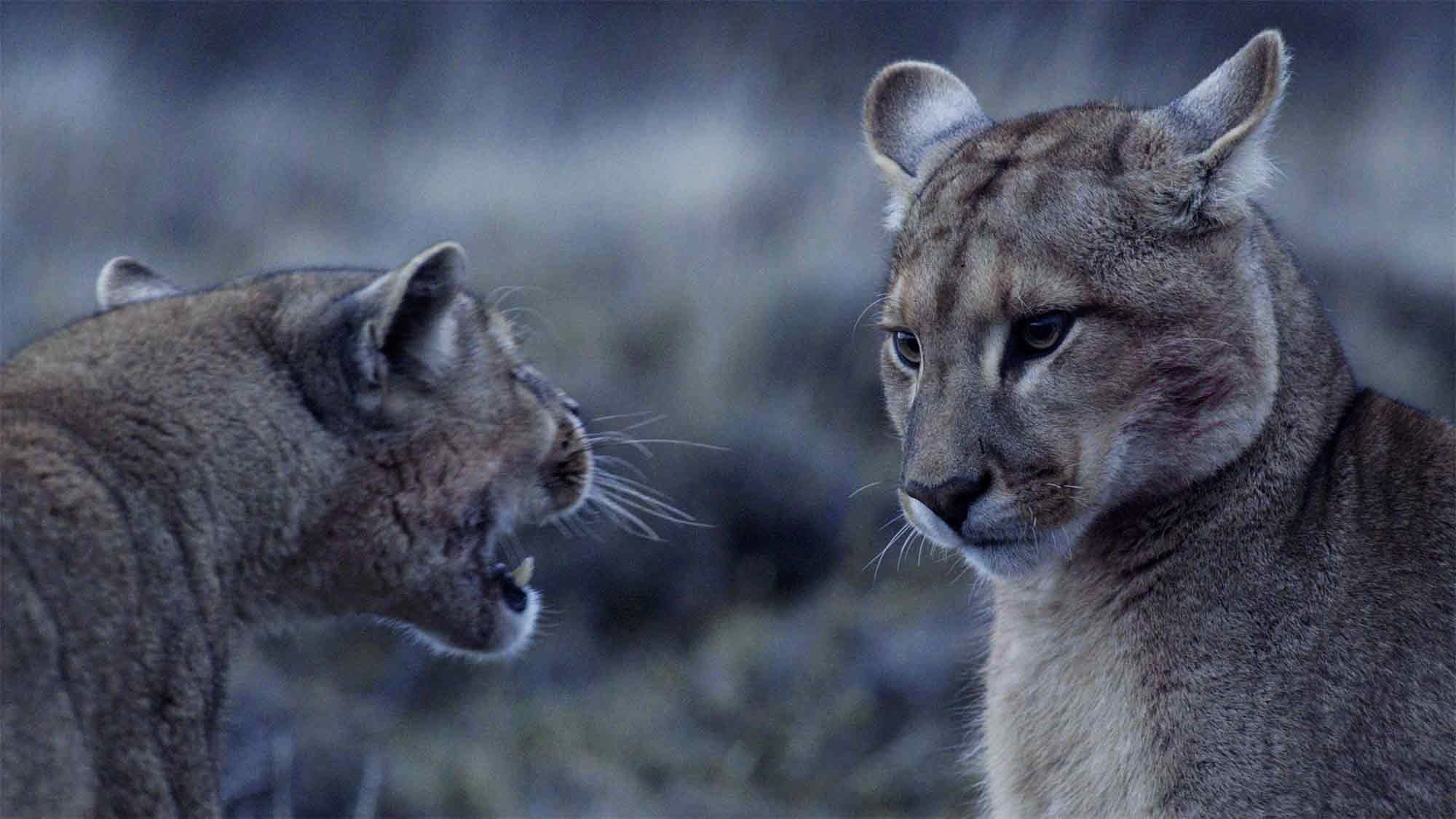 Age of Big Cats