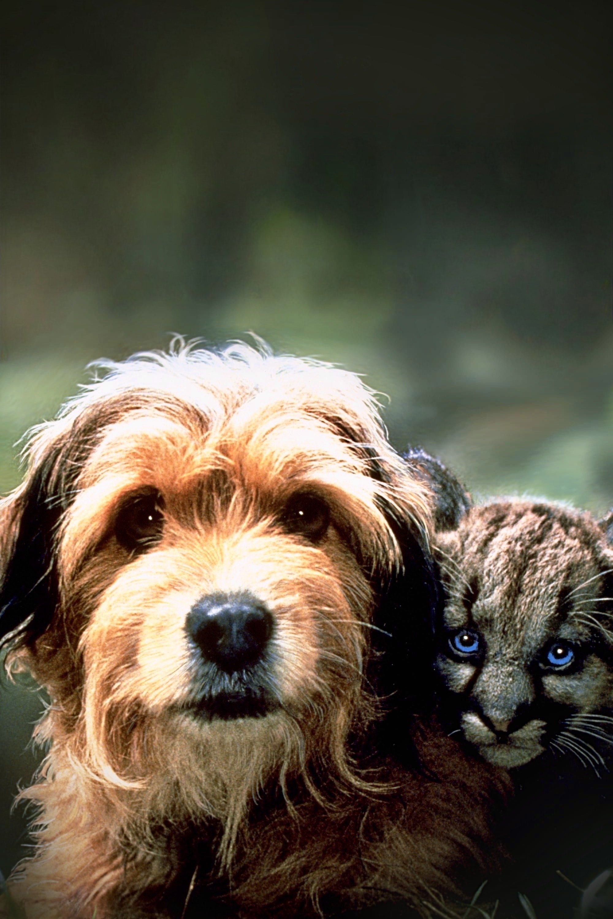 Benji the Hunted