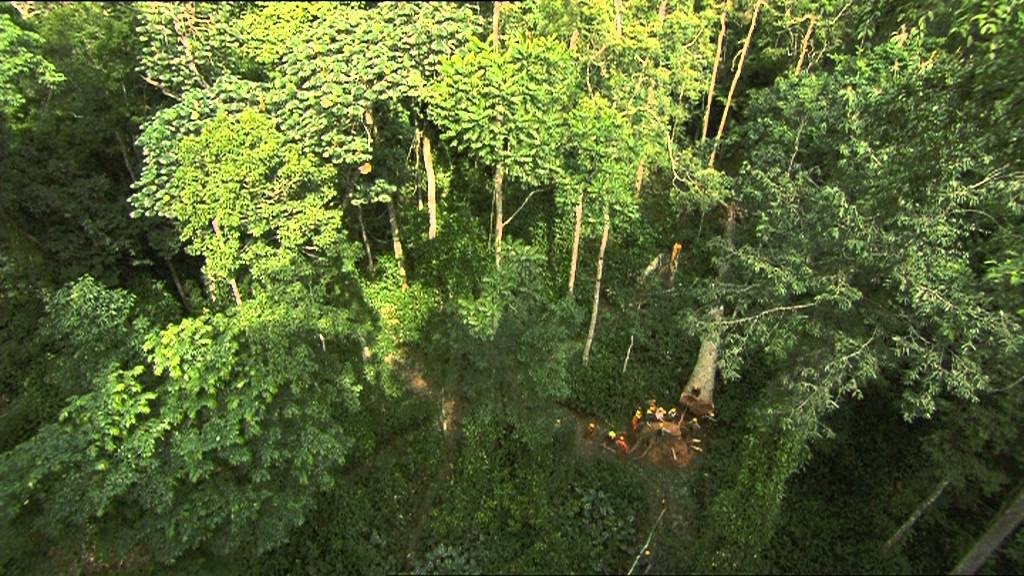 C'est pas sorcier - Forêts du Congo : sur la piste des bois tropicaux