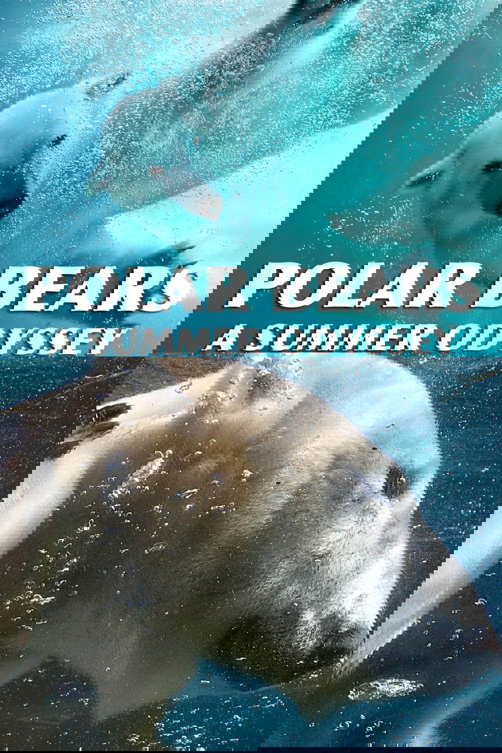 Polar Bears: A Summer Odyssey
