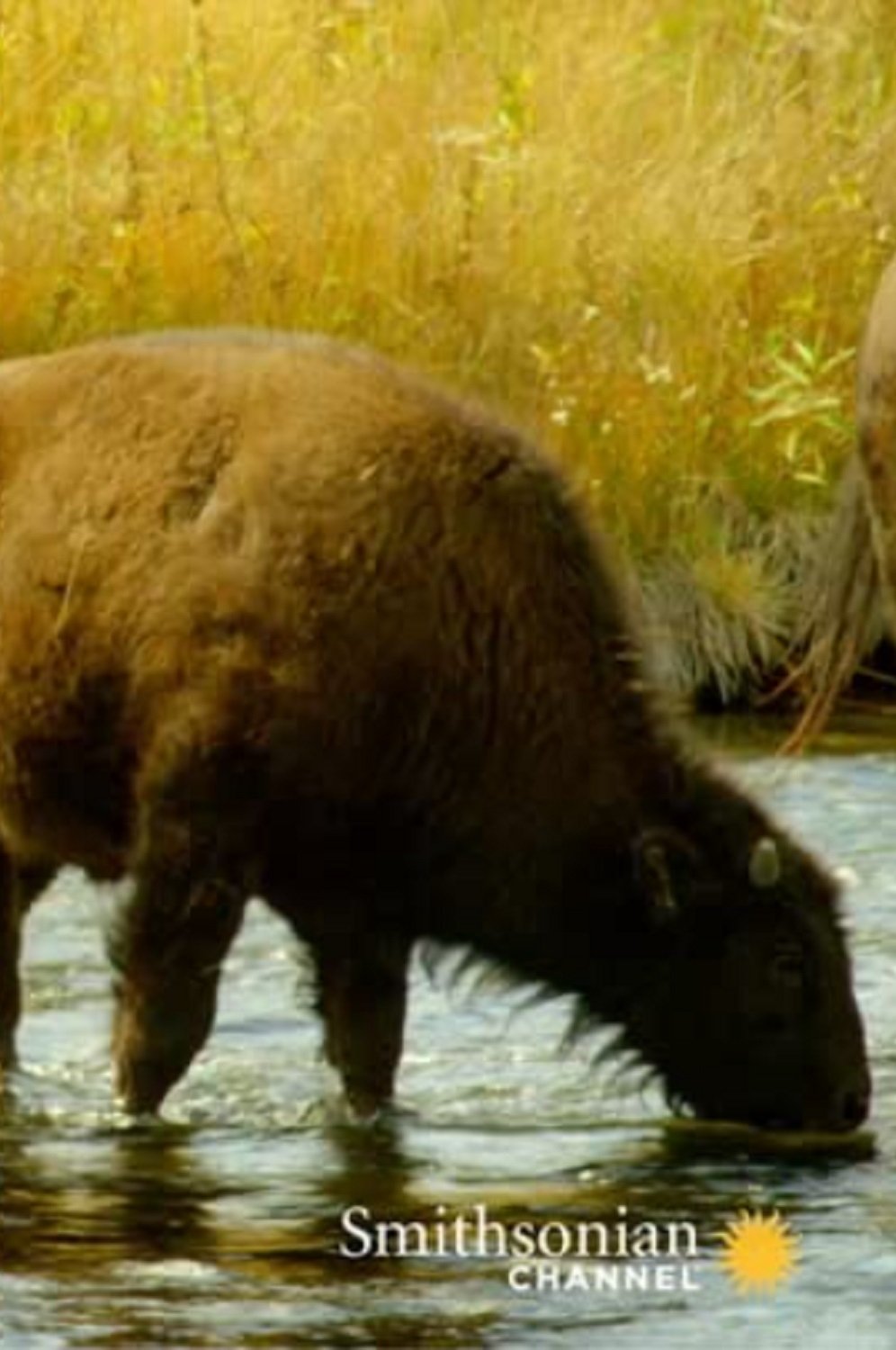 The Last Buffalo
