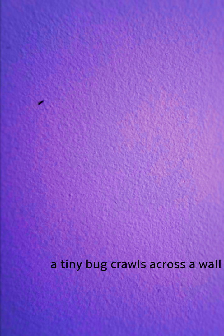 a tiny bug crawls across a wall