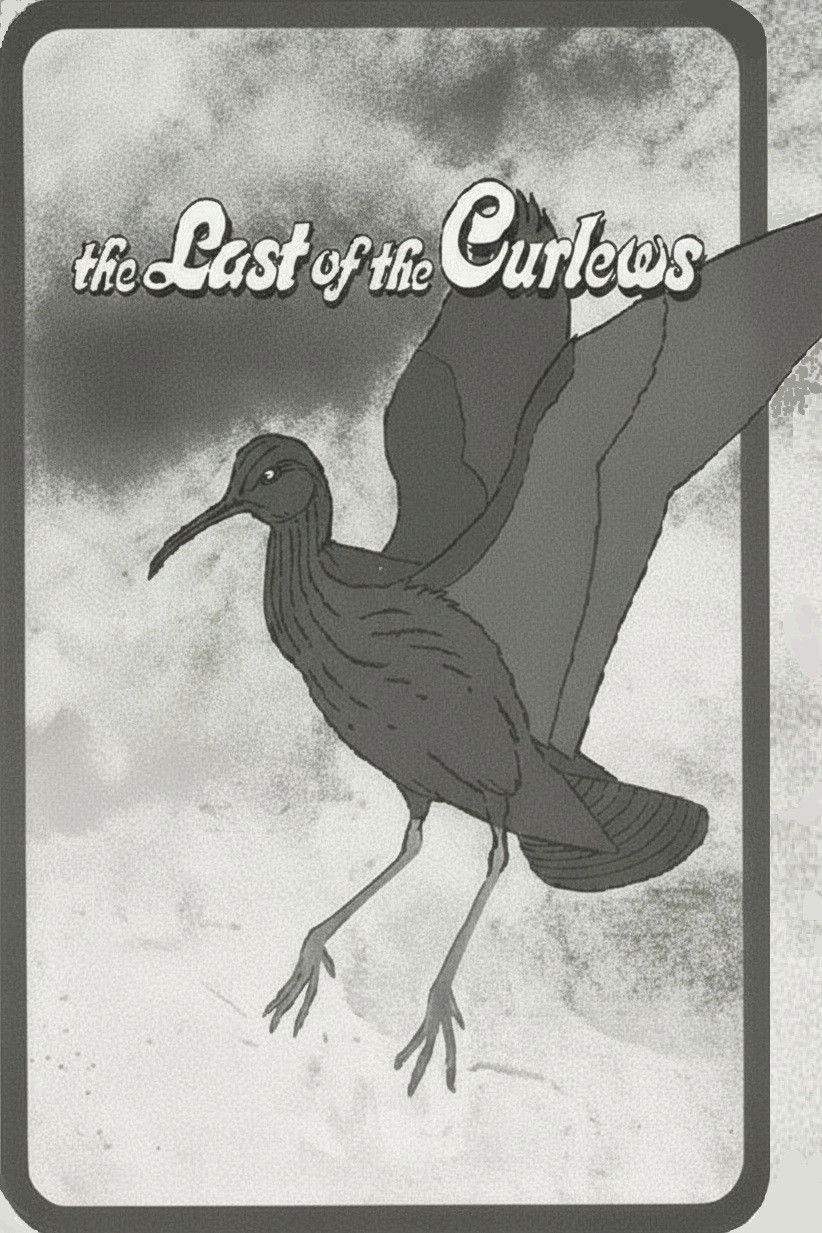The Last of the Curlews