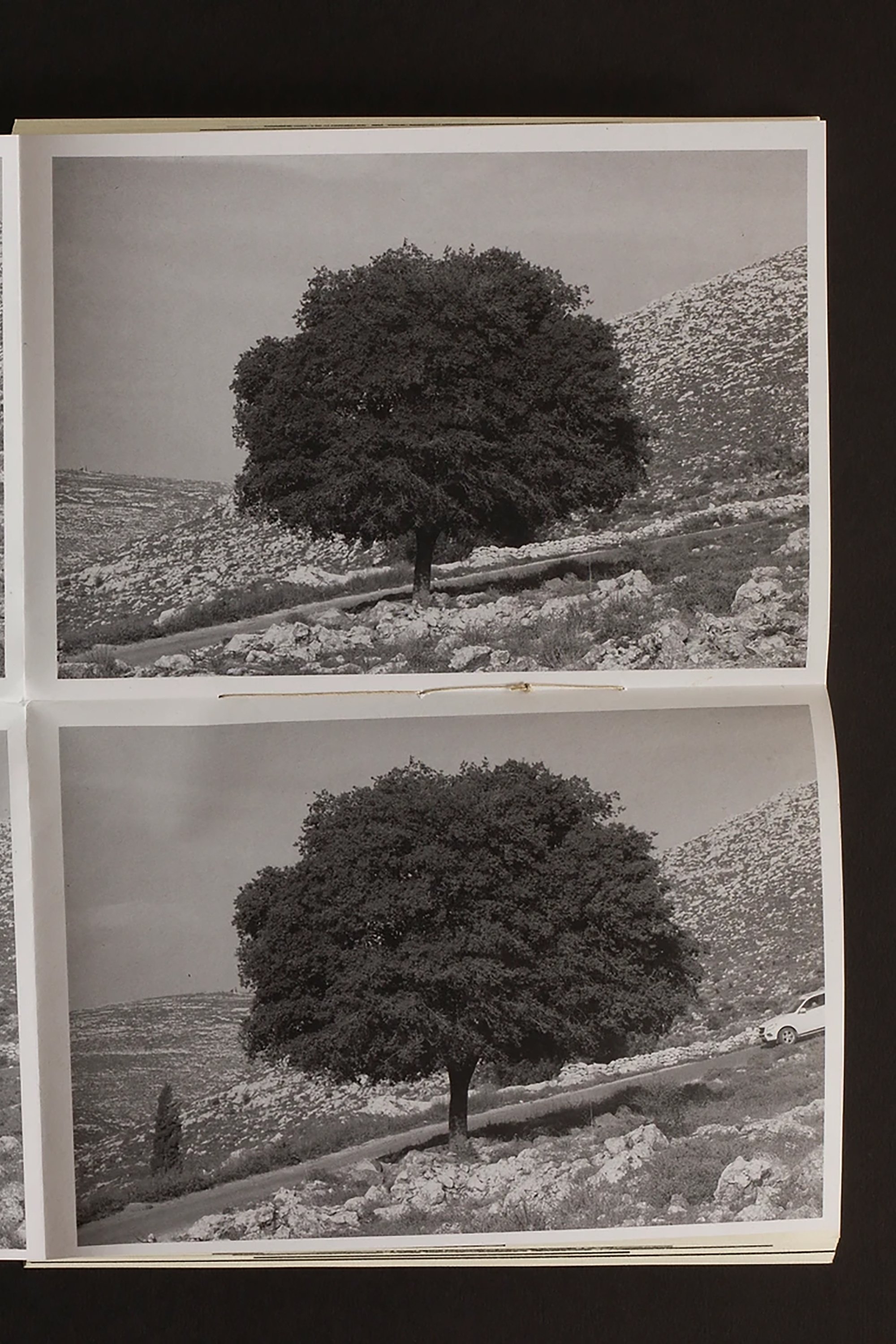 Wild Plants of Palestine