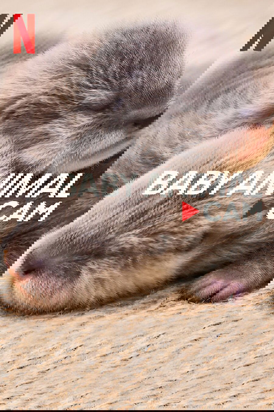 Baby Animal Cam