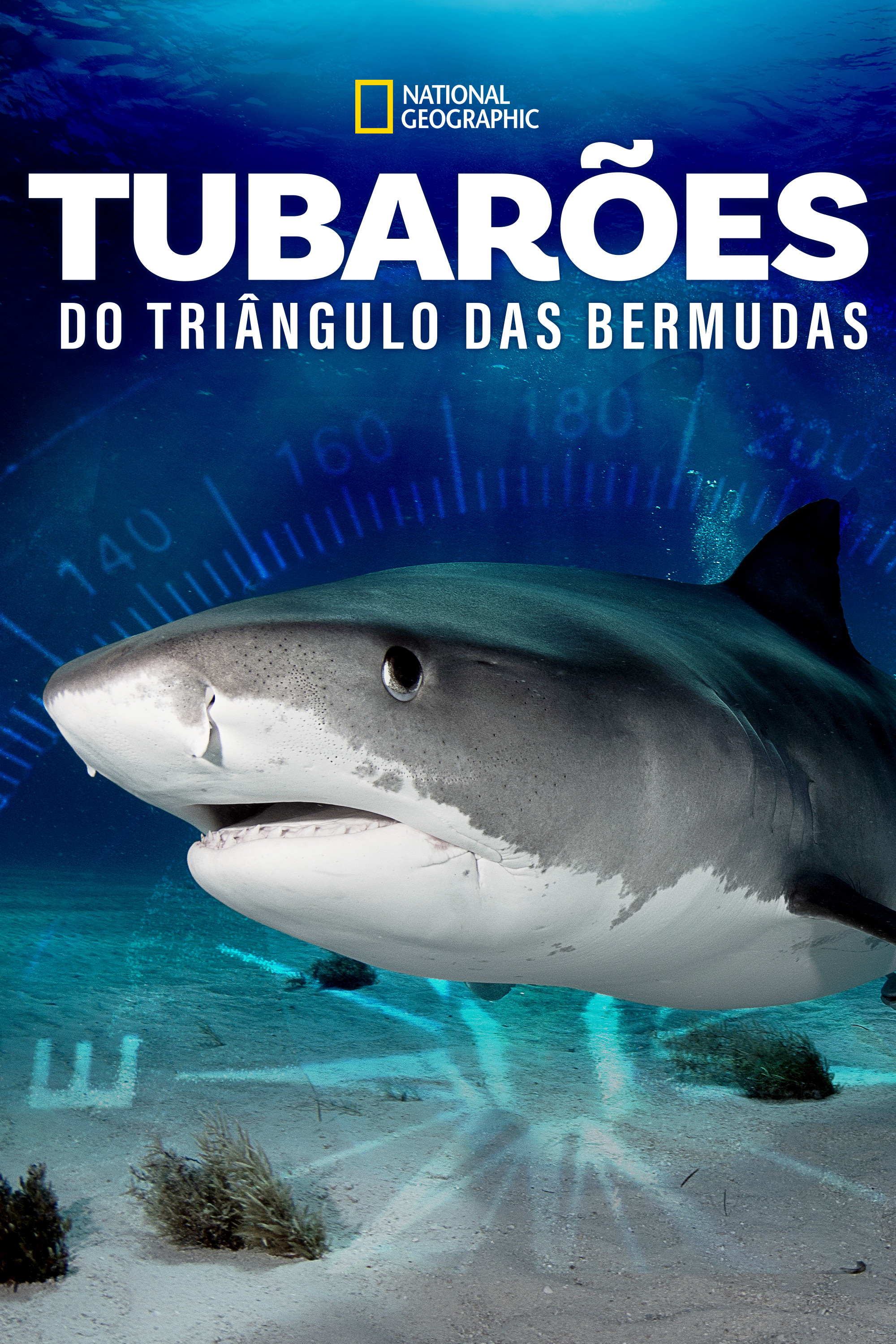 Sharks of the Bermuda Triangle