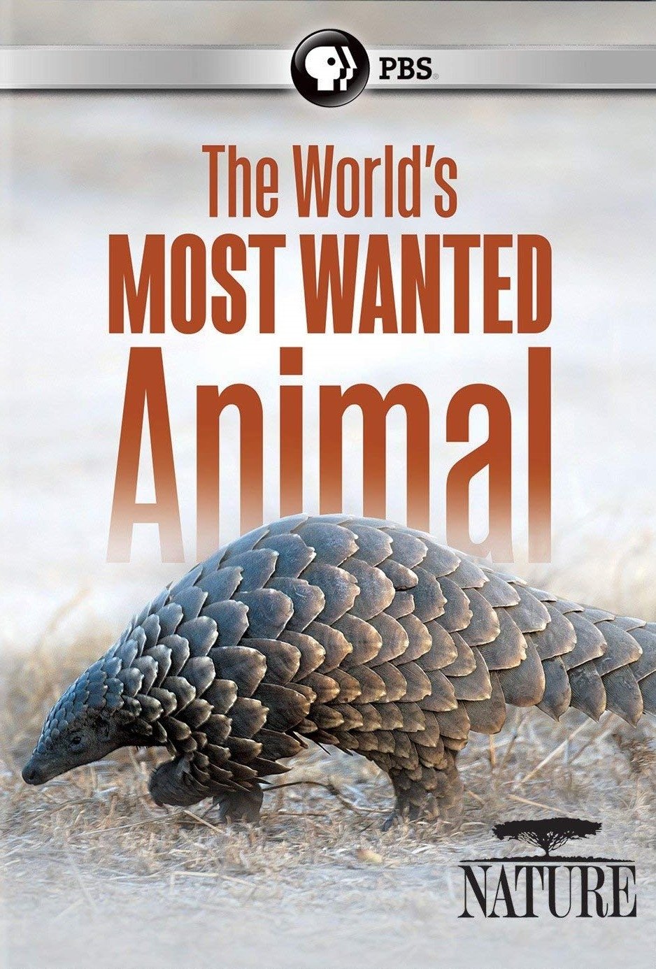 Pangolins: The World's Most Wanted Animal