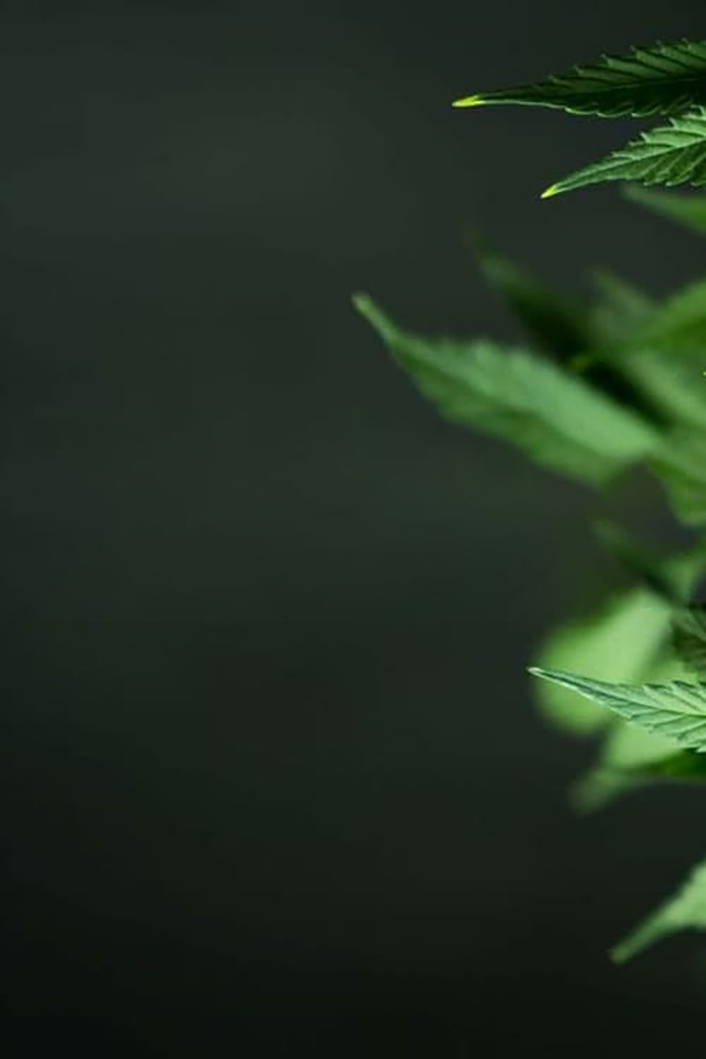 Weed 2: Cannabis Madness