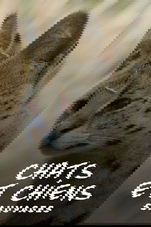 Chats et chiens sauvages
