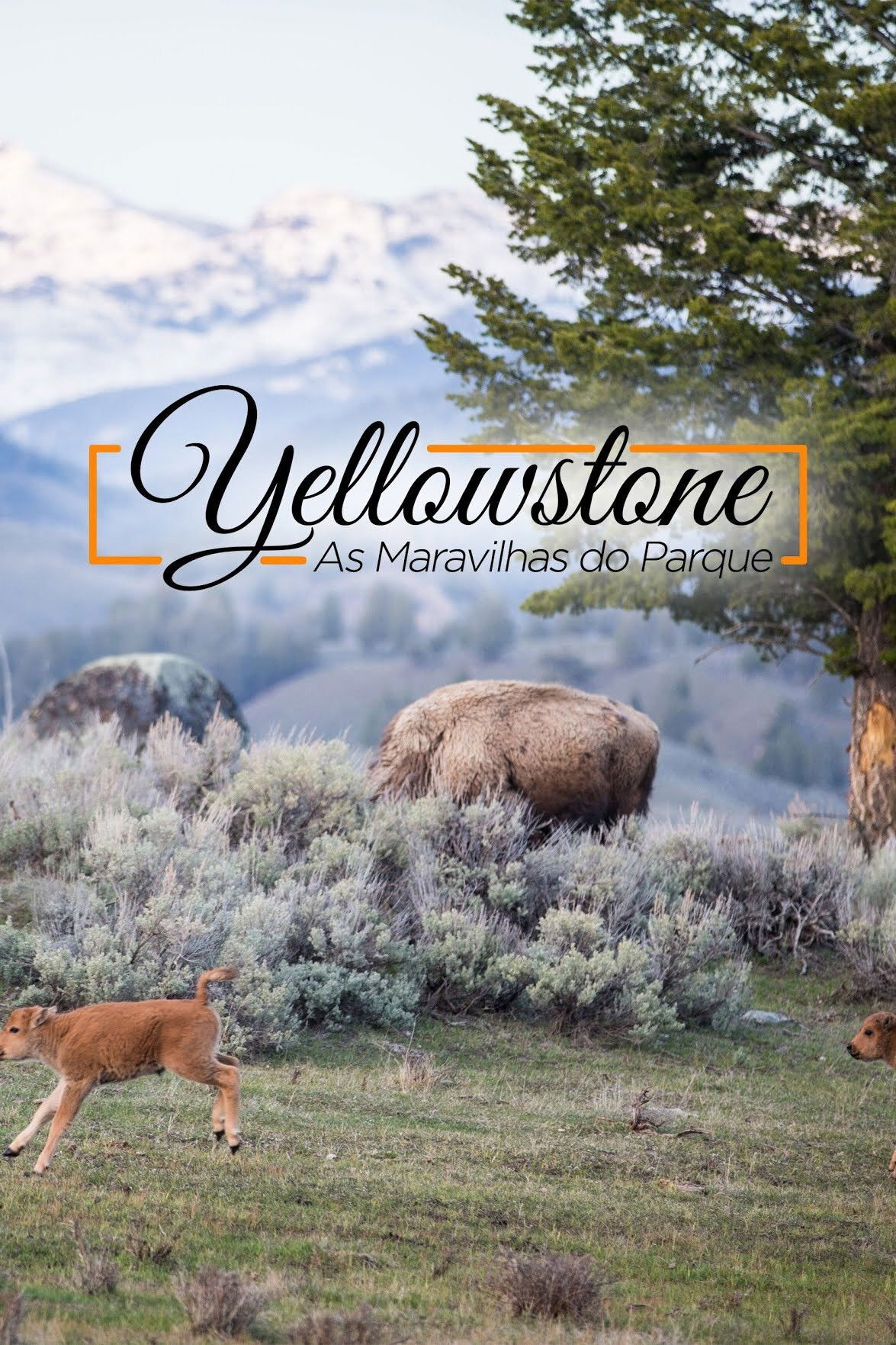 Yellowstone Live