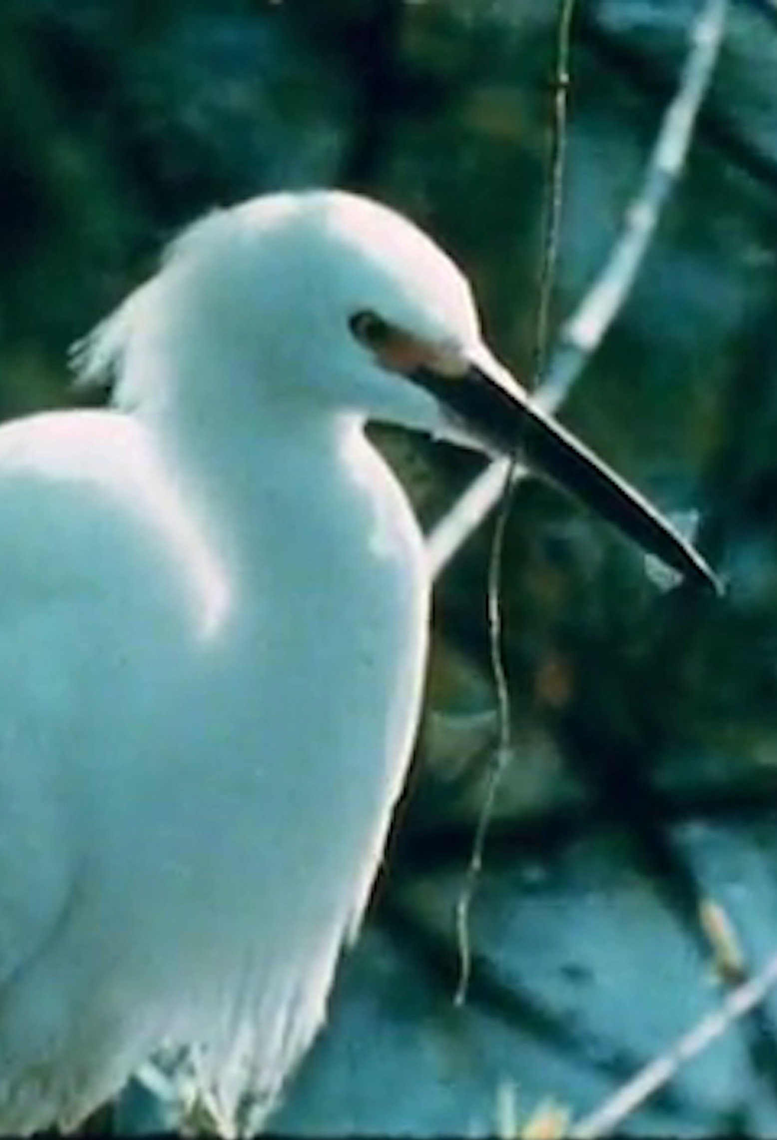 Watching Birds with Roger Tory Peterson