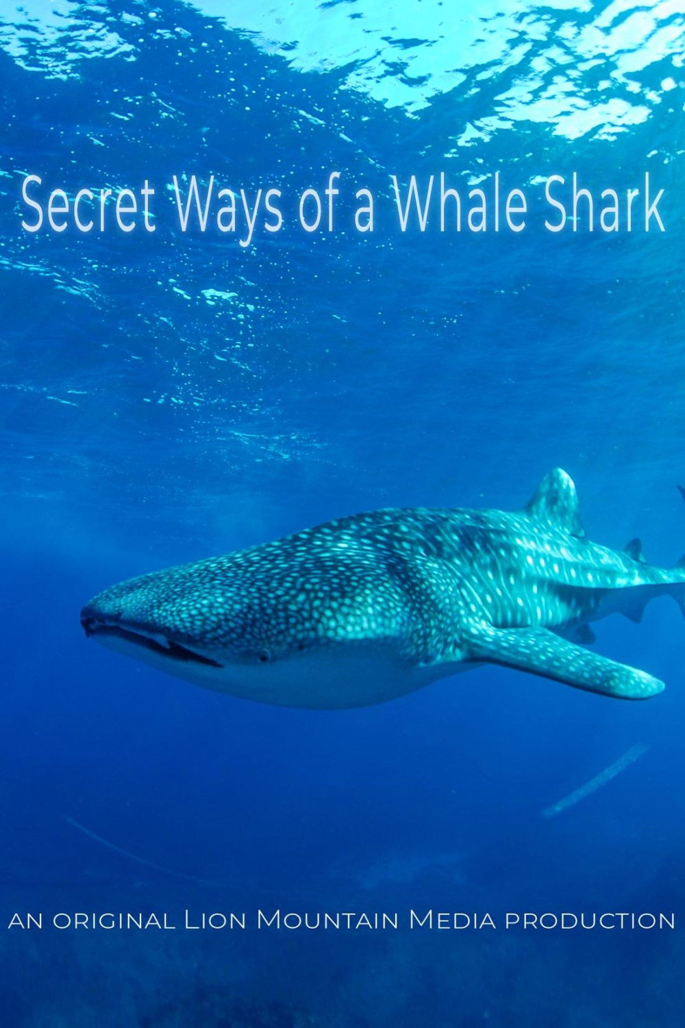 Le long voyage d'un requin-baleine