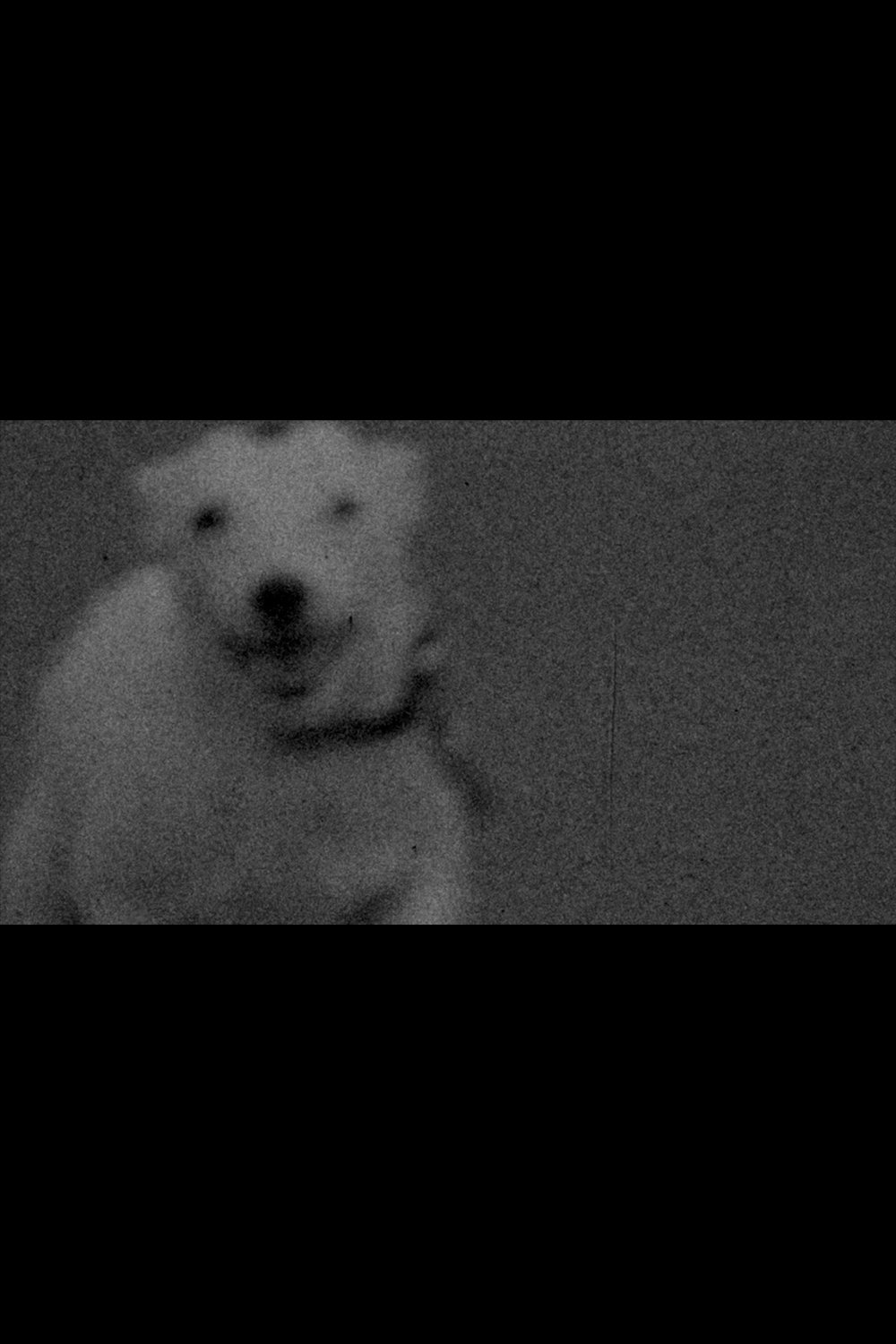 A Dog Called Discord