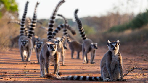 Gangs of Lemur Island