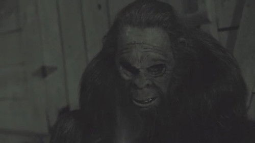 Something in the Woods