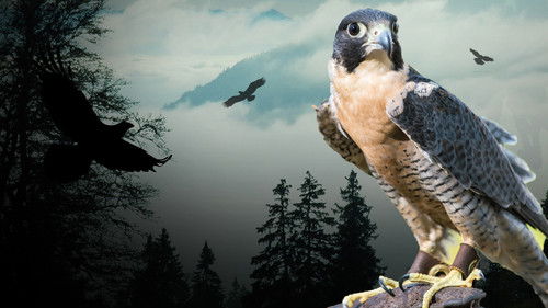 Peregrine Falcon: Lord of the Skies