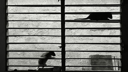 Sleeping on Warm Knees