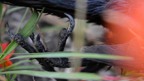 Cadaverous Sonneteer