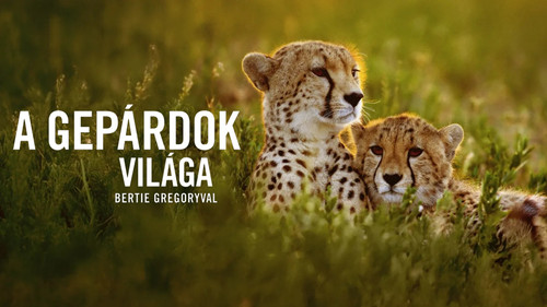 Cheetahs Up Close with Bertie Gregory