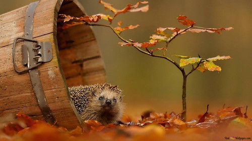 Le voyage épique d'un hérisson