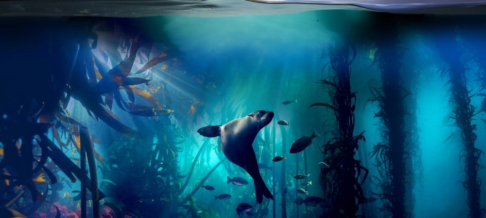 Backdrop of Blue Planet II