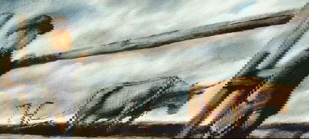 Backdrop of The Cow