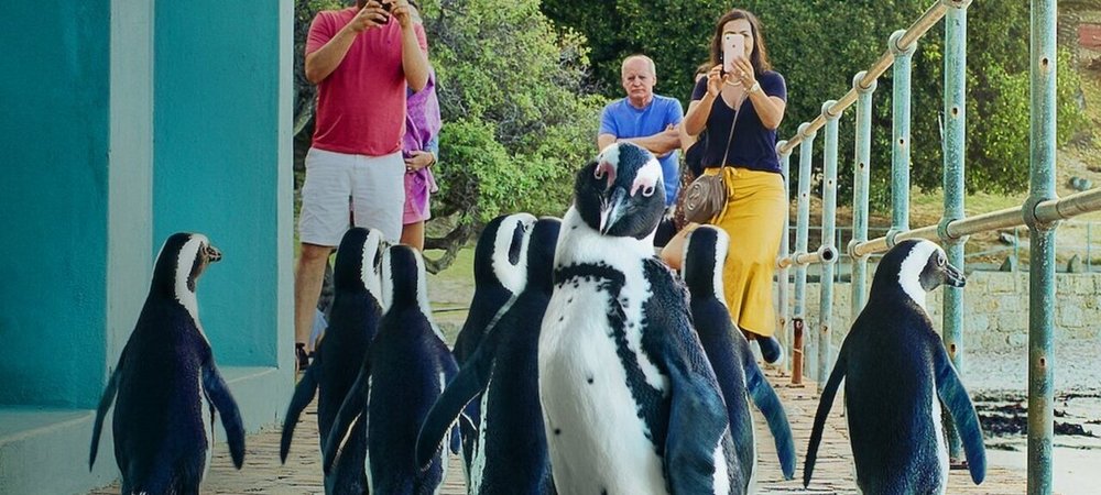 Backdrop of Penguin Town