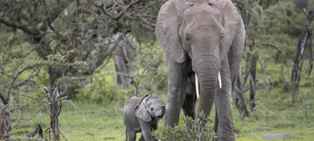 Backdrop of Small Elephant