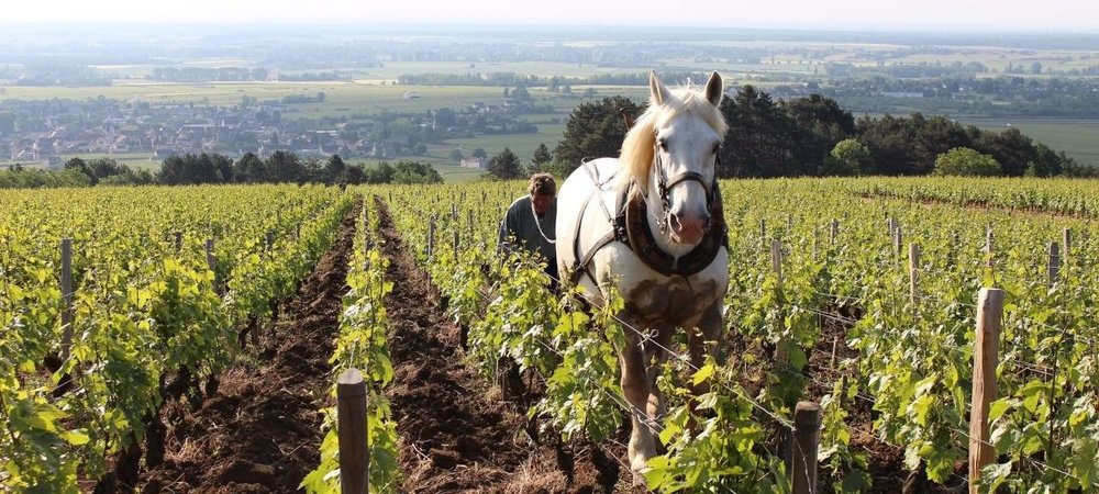 Backdrop of Grand Cru