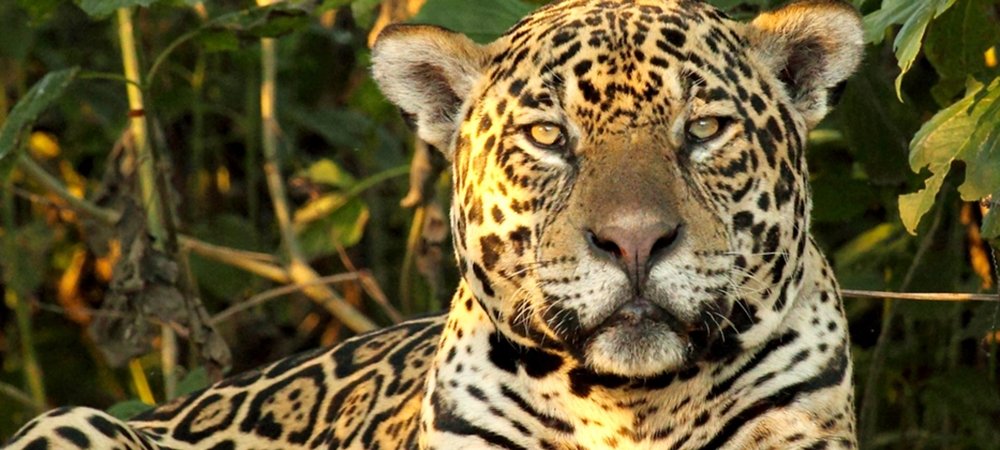 Backdrop of Wild Brazil