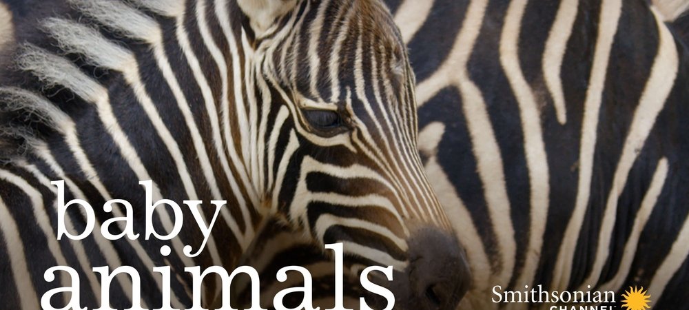 Backdrop of Baby Animals