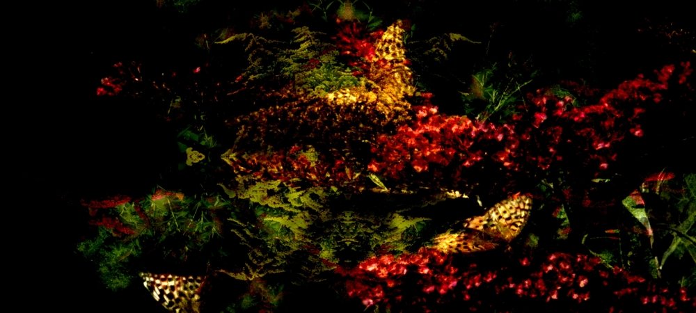 Backdrop of Butterfly 360°