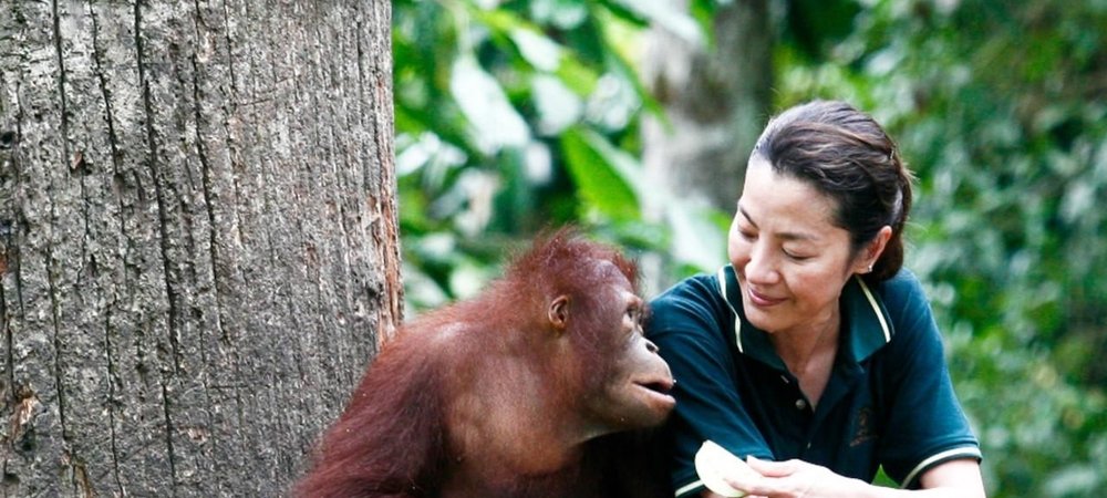 Backdrop of Among the Great Apes with Michelle Yeoh