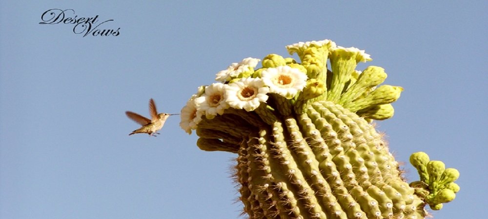 Backdrop of Desert Vows