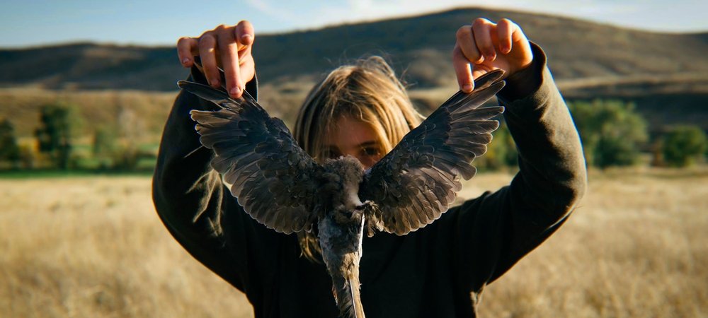 Backdrop of Bird Dog