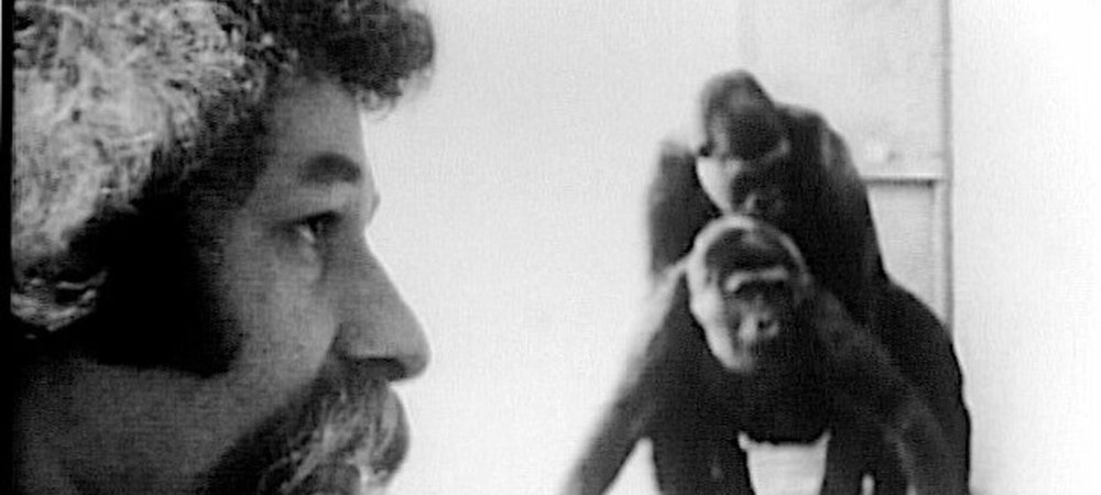 Backdrop of Primate