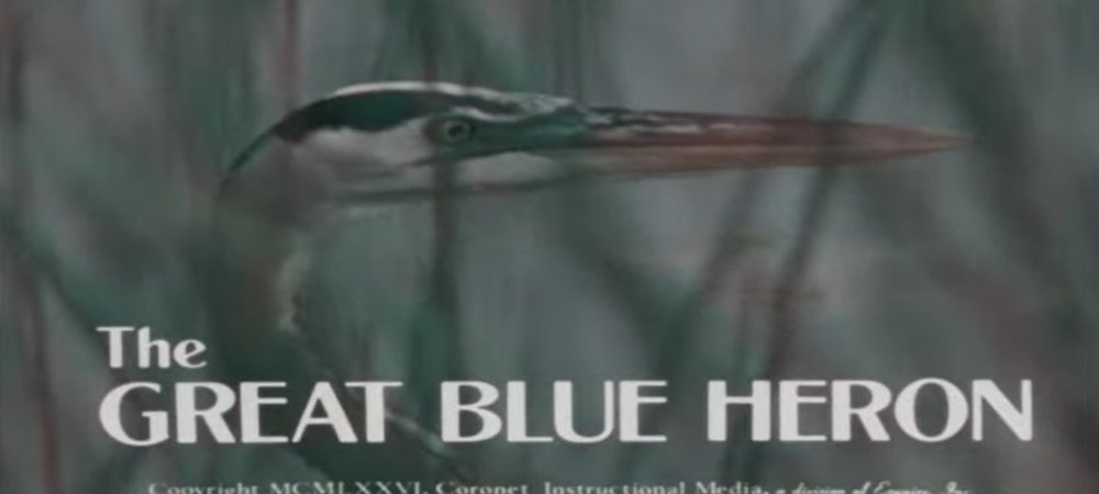 Backdrop of The Great Blue Heron