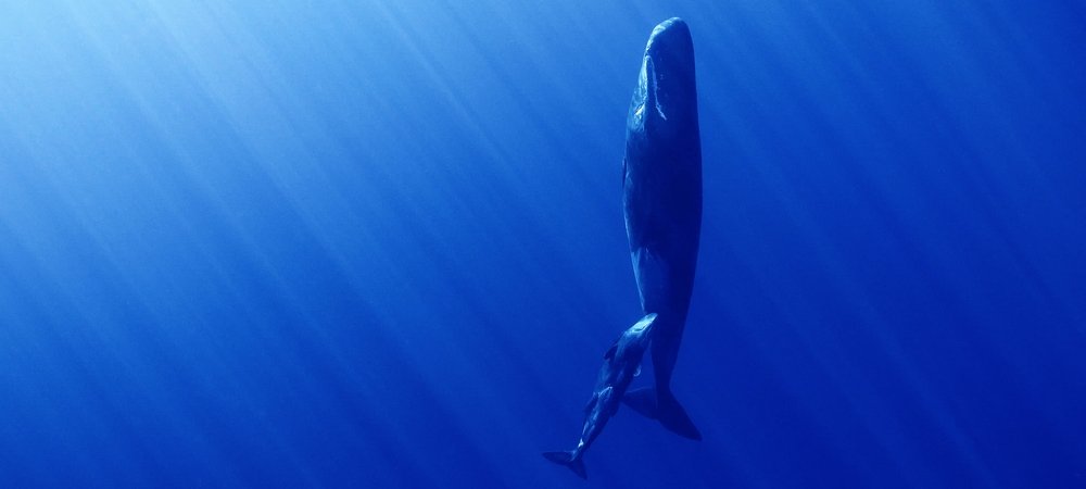 Backdrop of Whales and I