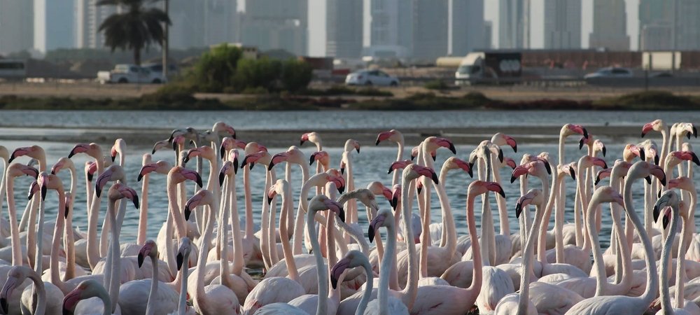 Backdrop of Wild Dubai