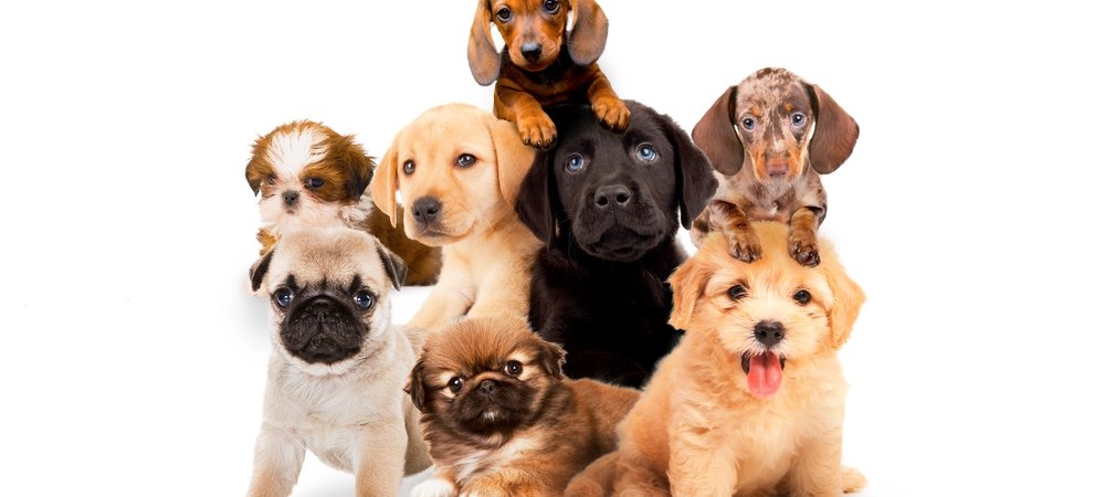 Backdrop of Puppy Time!