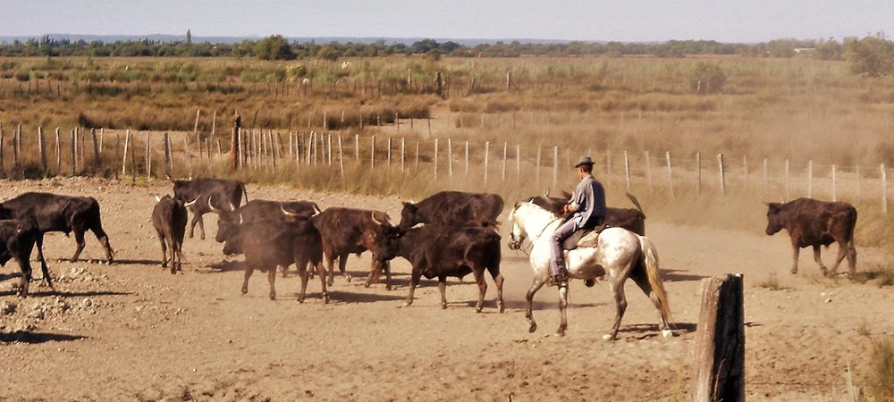 Backdrop of Le camarguais